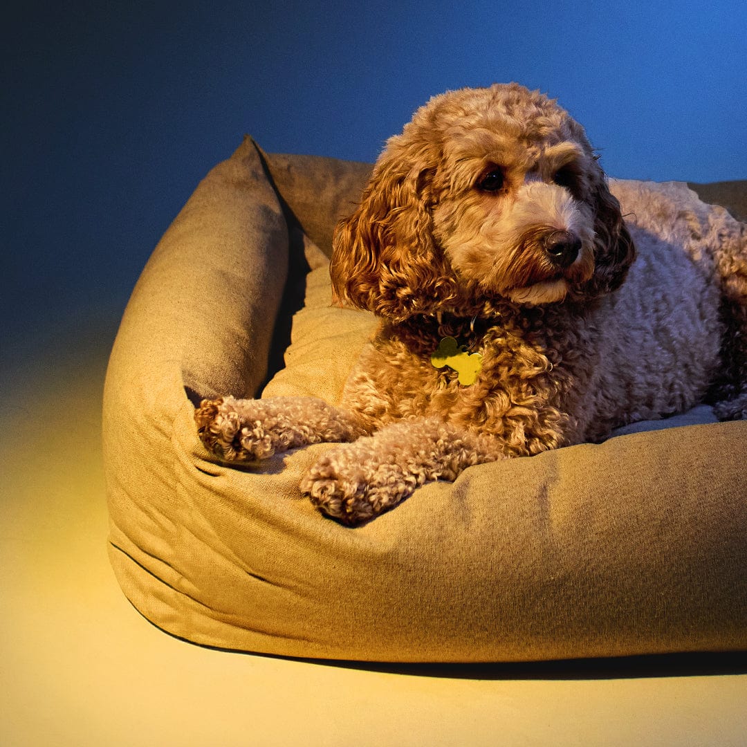 RESCUE® Pet Night Dropper (Glycerine) - Image 3